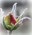 frozen rosebud II